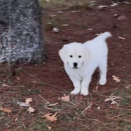 Peppermint Patty - Golden Retriever puppy from Pinewood Acres Goldens