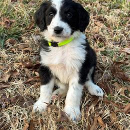 Freeze - male Australian Mountain Doodle puppy in Claremont, North Carolina from Magnolia Grove Farms