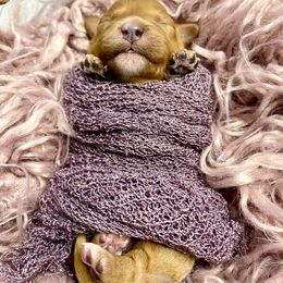 Bernedoodle and Cavapoo Puppies from Sugar Doodles Pups