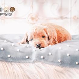 Bernedoodle and Goldendoodle Puppies from Hommel’s Mini Darling Doodles