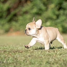 French Bulldog Puppies from Mayfair French Bulldogs