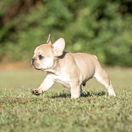 French Bulldog Puppies from Mayfair French Bulldogs