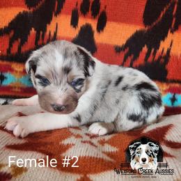 Girl 2 - Blue merle female Australian Shepherd puppy in Harpers Ferry, Iowa from Wexford Creek Aussies, LLC