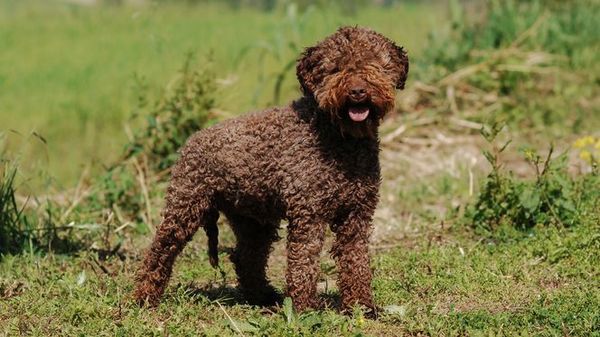 Lagotto Romagnolo
