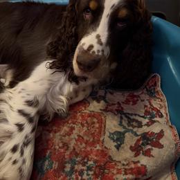 Andarna - English Springer Spaniel