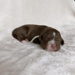Clover - Red tri-color female Aussiedoodle puppy in Burbank, Ohio from Berns & Doodles