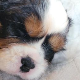 Cavalier King Charles Spaniel Puppies from Faithful Friends Cavaliers