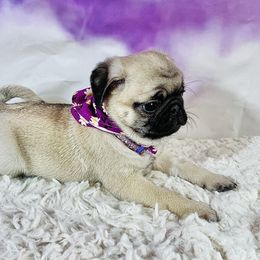 Pug Puppies from Lindsay’s Cenla Pugs!
