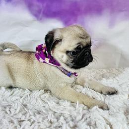 Pug Puppies from Lindsay’s Cenla Pugs!