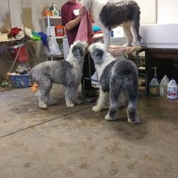 Boo Boo - Old English Sheepdog