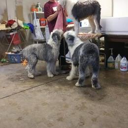 Boo Boo - Old English Sheepdog
