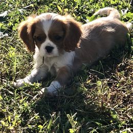 Cavalier King Charles Spaniel and Pembroke Welsh Corgi Puppies from Puppy PlayPen