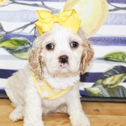 Harlie - Buff and white female Cocker Spaniel puppy in Rattan, Oklahoma from Double M Cocker Spaniels
