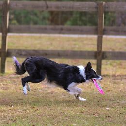 Border Collies from Starfall Border Collies