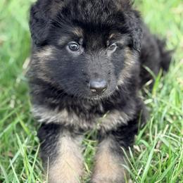 Linguine - Bi-color male German Shepherd puppy in Corning, Ohio from Chapel Hill Shepherds
