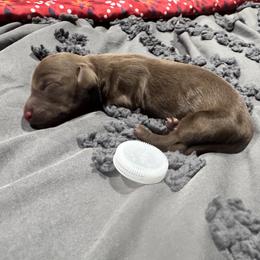 Peanut - Chocolate male Dachshund puppy in Cabool, Missouri from Dachshund's of Country Magic Farms in Missouri