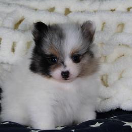 AKC Jazz - Black and tan parti female Pomeranian puppy in Albany, Indiana from Hatz Off Puppies
