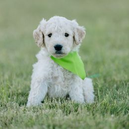 Goldendoodle and Sheepadoodle Puppies from Sunnyfarm Doodles