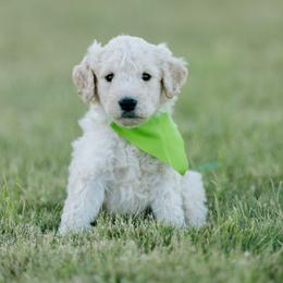 Goldendoodle and Sheepadoodle Puppies from Sunnyfarm Doodles