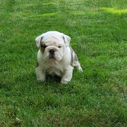 Bulldog Puppies from Magnifique Bulldogs