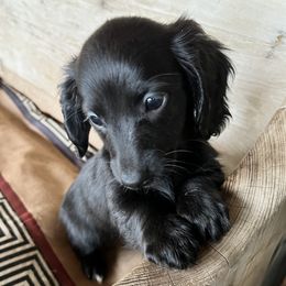 Raven - Dachshund