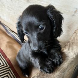 Raven - Dachshund
