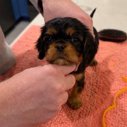 Caleb - Yellow Boy - Black and tan male Cavalier King Charles Spaniel puppy in Little Rock, Arkansas from Montra Japanese Chin & Cavalier King Charles Spaniels