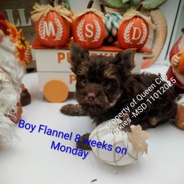 Flannel - Chocolate and tan male Yorkshire Terrier puppy in Charlotte, North Carolina from Queen City Yorkies