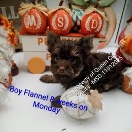 Flannel - Chocolate and tan male Yorkshire Terrier puppy in Charlotte, North Carolina from Queen City Yorkies