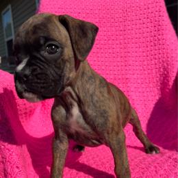 Xena - Brindle female Boxer puppy in Henderson, Tennessee from Vom Broadvalley