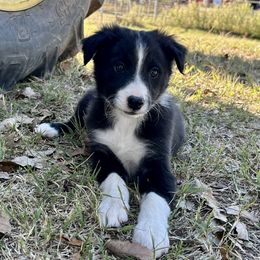 Lady - ABCA Reg. - Black and white female Border Collie puppy in Shawnee, Oklahoma from Cross K Working Collies - Pure Bred Border Collies