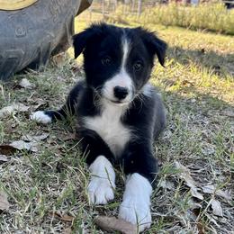 Lady - ABCA Reg. - Black and white female Border Collie puppy in Shawnee, Oklahoma from Cross K Working Collies - Pure Bred Border Collies