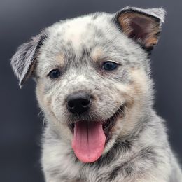 Boy 2 - Blue mottled Australian Cattle Dog puppy in Burleson, Texas from Bluebonnet Heelers