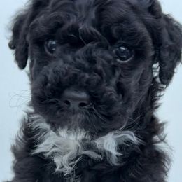 Truck - Black and white male Aussiedoodle puppy in Campbell, California from Mini AussieDoodle Puppies