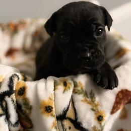 Goofy - Black male Cane Corso puppy in Jacksonville, North Carolina from Cor Dei Cane Corso