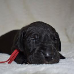 Jameson - Black and white male Great Dane puppy in Chapmansboro, Tennessee from Balthrop Bend Farms