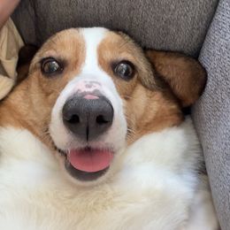 Honey - Pembroke Welsh Corgi