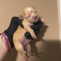 Paris - Cream and white female Chihuahua puppy in Knowlton Township, New Jersey from Augenblick Kennels