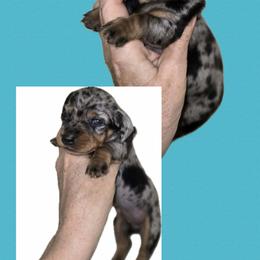 Dappled Male - Dapple male Dachshund puppy in Lufkin, Texas from Dixie Chic Frenchies