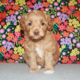 Poppy - Caramel female Australian Labradoodle puppy in Hackettstown, New Jersey from Sunny Heart Doodles