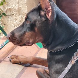 Doberman Pinscher Puppies from Maris Stella Kennel