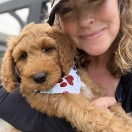Double Doodle and Goldendoodle Puppies from Red White and Doodle
