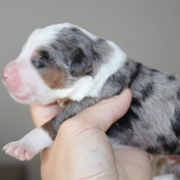 ROSIE -BLUE MERLE TRI - Blue merle female Bernedoodle puppy in Apple Creek, Ohio from Kathryn Troyer