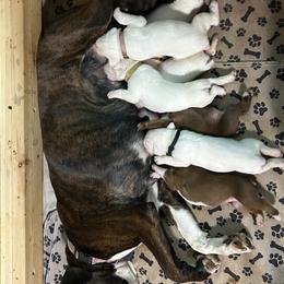 Boxer Puppies from Tischfelsen European Boxers