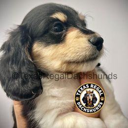 Pumpkin Pie 2500 - Cream male Dachshund puppy in Houston, Texas from Texas Regal Dachshunds LLC