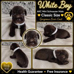 AKC White collar - Liver male Miniature Schnauzer puppy in Temple, Texas from Schnauzers Of Taylor
