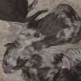 Red Merle Boy - Red merle male Toy Australian Shepherd puppy in Madisonville, Tennessee from LaRose Farm & Kennels