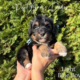 Light Blue Boy - Tri-color male Bernedoodle puppy in Rochester, New York from Point Breeze Doodles, LLC