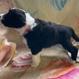 Girl 1 - Black and white Portuguese Water Dog puppy in Waukesha, Wisconsin from High Tide PWDs