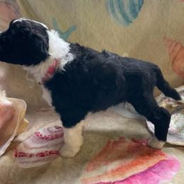 Girl 1 - Black and white Portuguese Water Dog puppy in Waukesha, Wisconsin from High Tide PWDs
